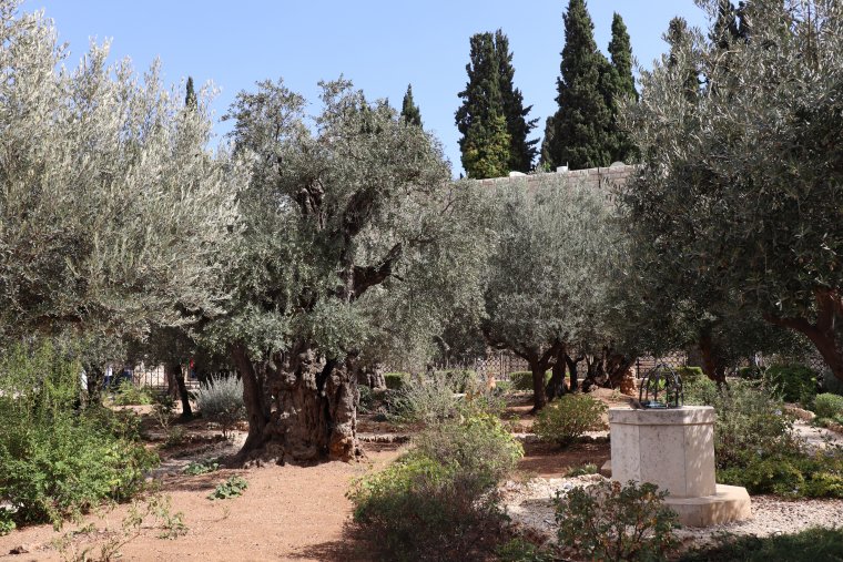 V getsemansk zahrad - nkter olivy jsou star a 2000 let