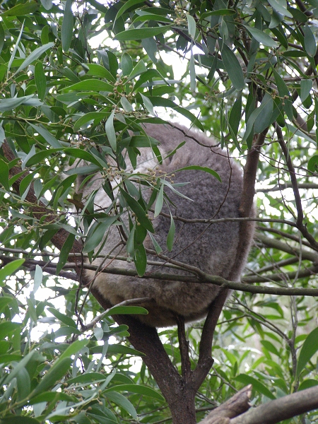 006 Healesville Sanctuary