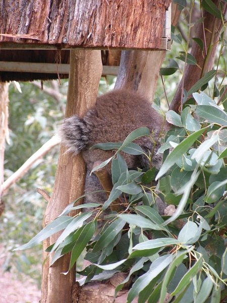 007 Healesville Sanctuary