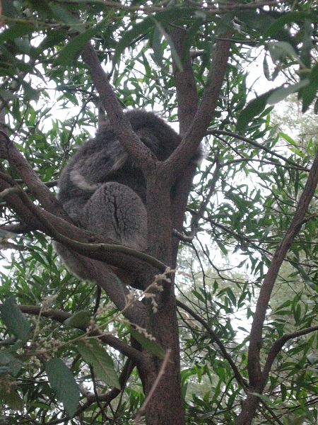 009 Healesville Sanctuary