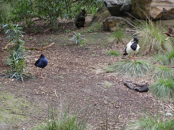 057 Healesville Sanctuary