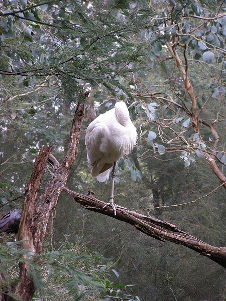 058 Healesville Sanctuary