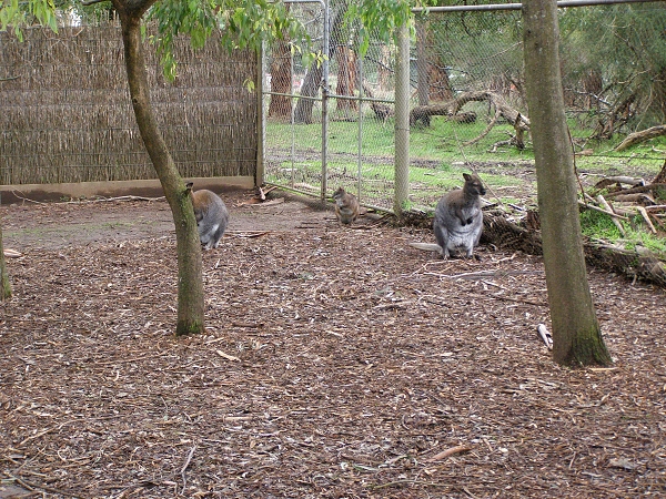 059 Healesville Sanctuary