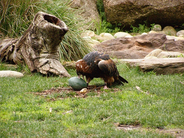 079 Healesville Sanctuary