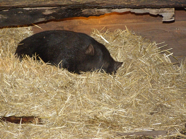 097 Healesville Sanctuary