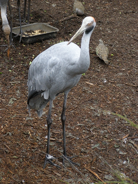 098 Healesville Sanctuary