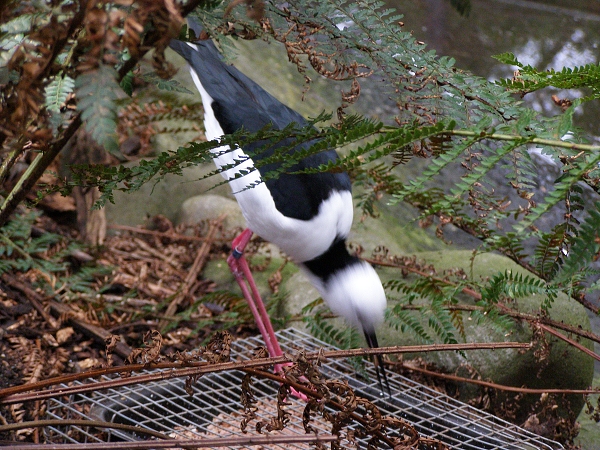 106 Healesville Sanctuary