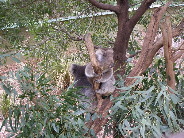 111 Healesville Sanctuary