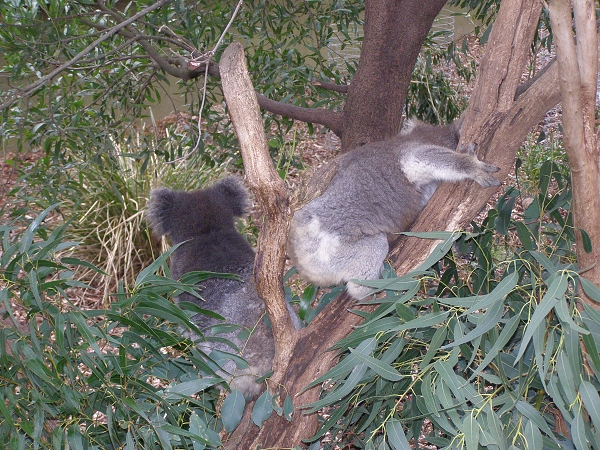 112 Healesville Sanctuary